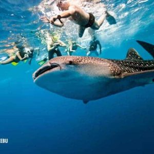 Cebu Tourist Spots whale shark