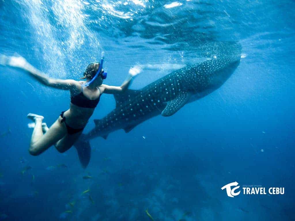 swim with the whale shark