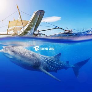 Whale shark encounter cebu tour