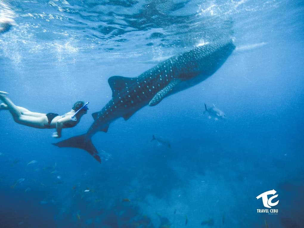 oslob whale shark